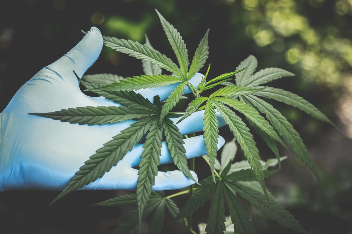 Why the Pandemic Was a Breakout Moment for the Cannabis Industry?