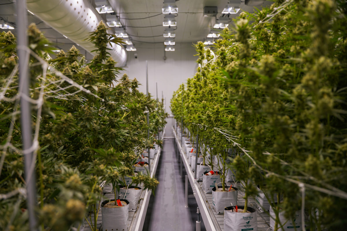 How supply chain disruptions are impacting the cannabis industry