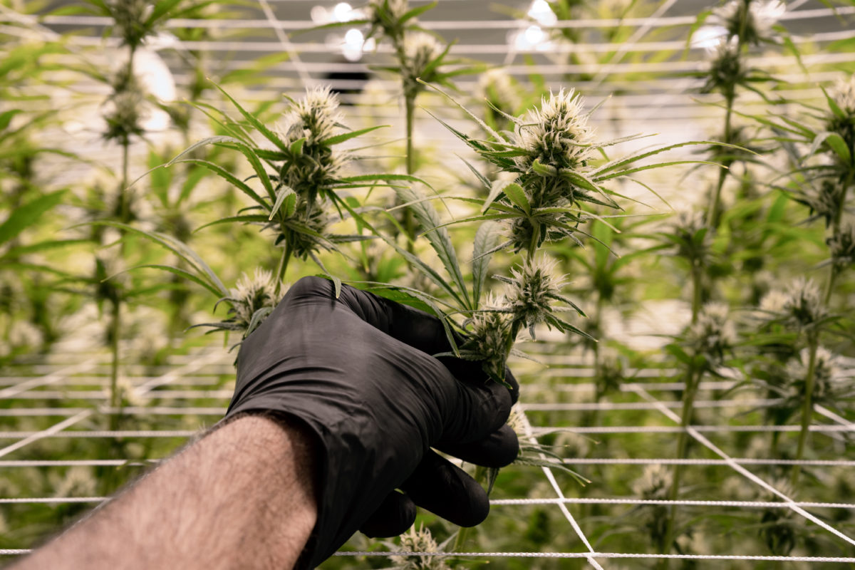 Fluent CEO, Robert Beasley, Speaks on Overcoming Setbacks in the Cannabis Industry