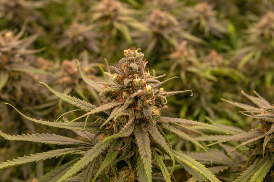 Fluent CEO Robert Beasley Discusses Reciprocity & Medical Marijuana | Cannabis Tech