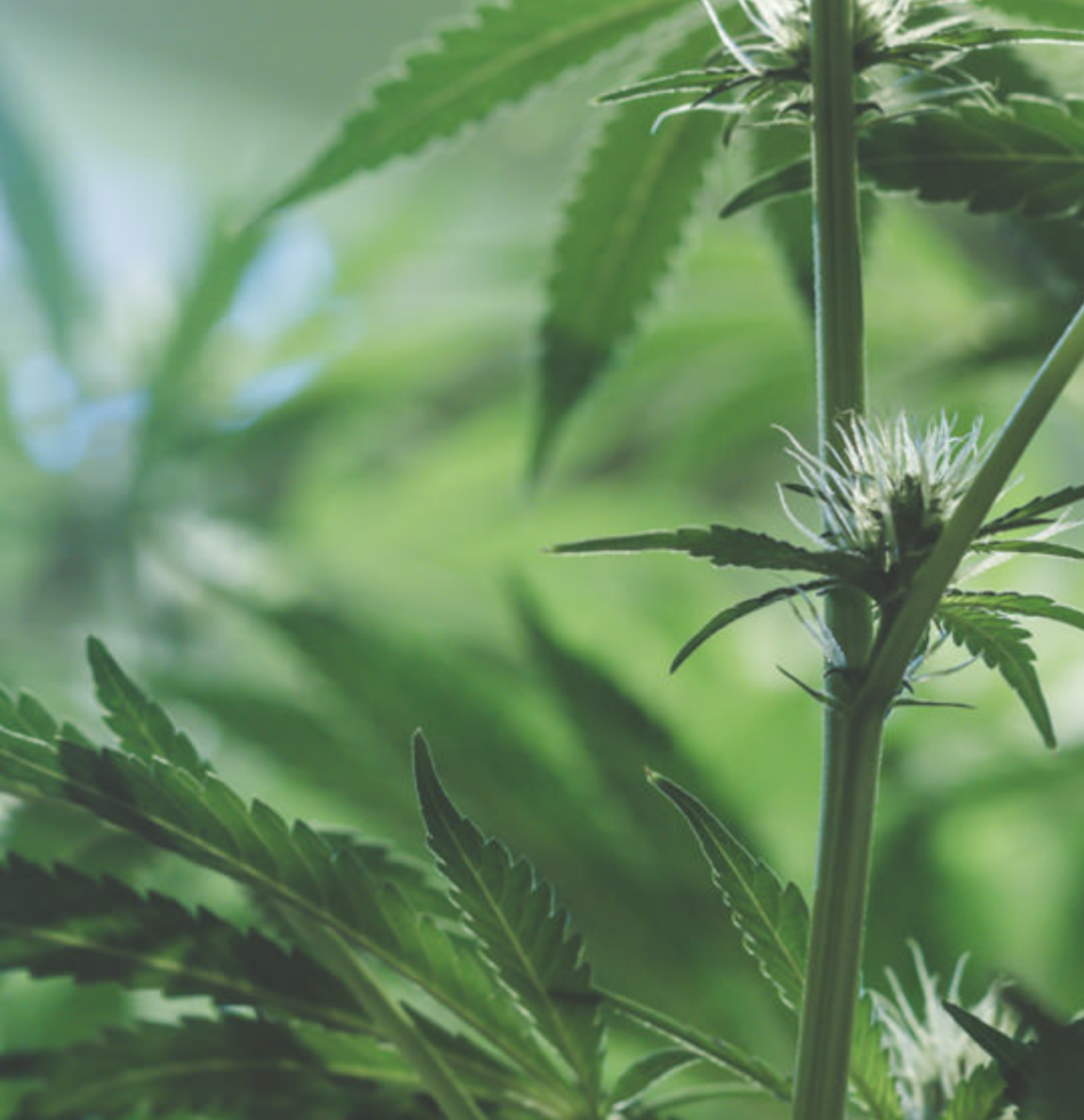 Full Spectrum: The True Power of The Marijuana Plant