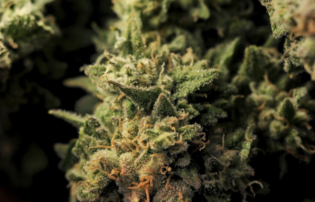 The Benefits of Sativa and Indica