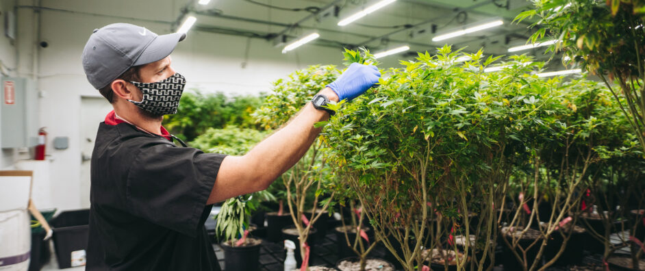 Full Spectrum: The True Power of Cannabis