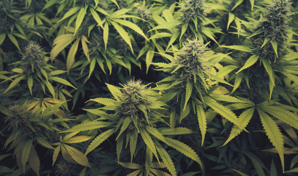 Indica Vs. Sativa: What Are the Differences Between Cannabis Strains?