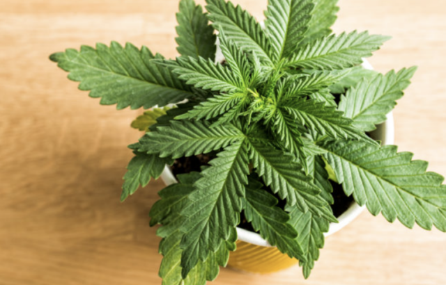 10 Myths about Cannabis