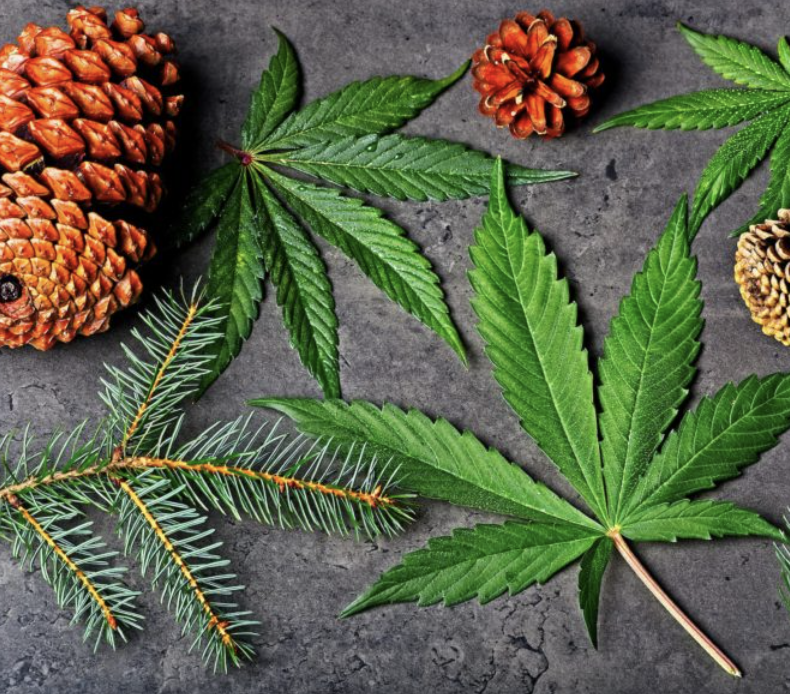 What Does the Terpene Pinene Do for Cannabis?