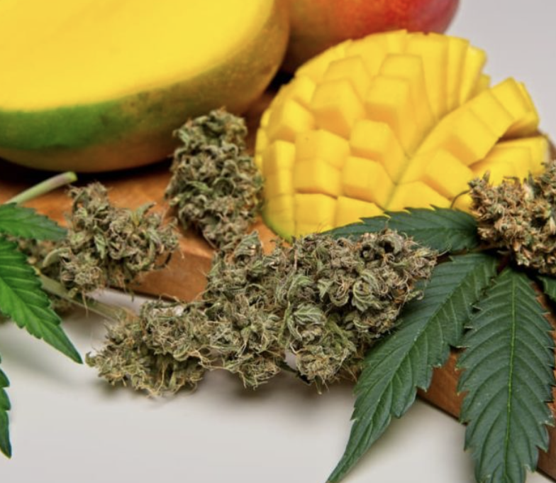 What Does the Terpene Myrcene do for Cannabis?