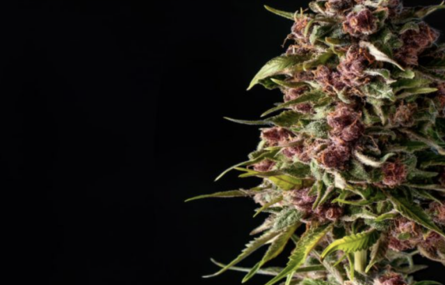 The Evolution of High-Potency Cannabis
