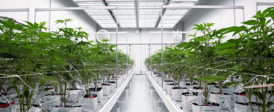 Stress And Anxiety? Cannabis Can Help!