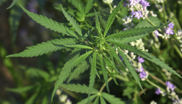 How Cannabis Can Help with Covid-19