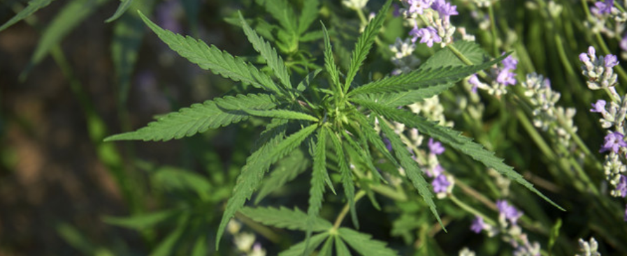 How Cannabis Can Help with Covid-19