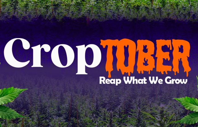 Croptober: A Celebration of Cannabis Harvest Season