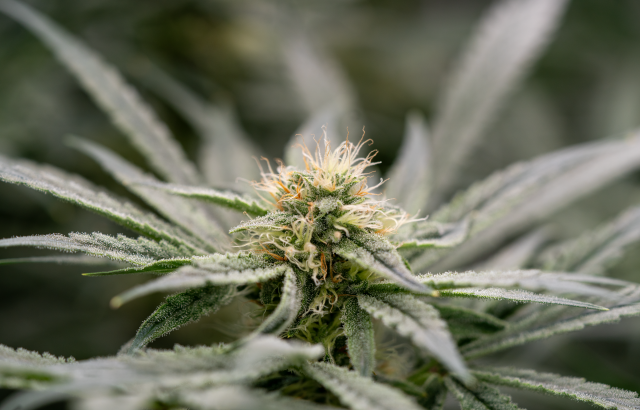 A Historic Step Forward: Cannabis Rescheduled to Schedule III